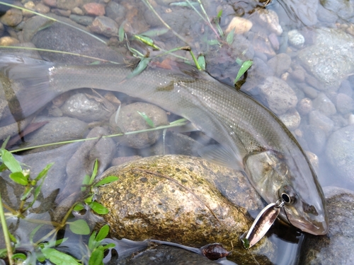 ウグイの釣果