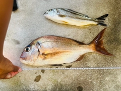 コトヒキの釣果