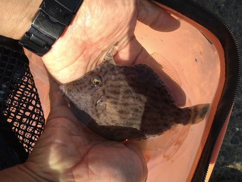 カワハギの釣果