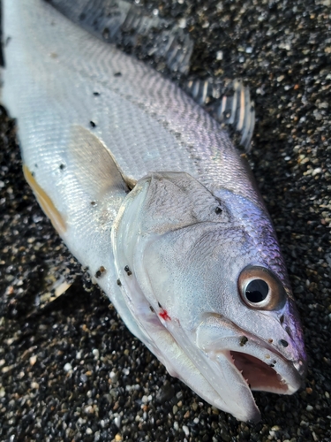 ニベの釣果