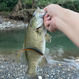 スモールマウスバス