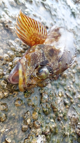 アラカブの釣果