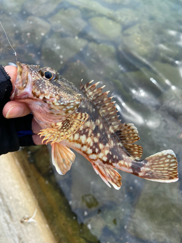 カサゴの釣果