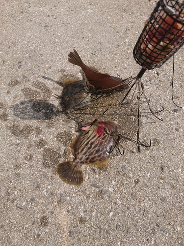 カワハギの釣果