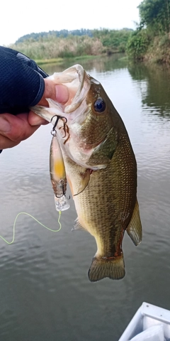 ラージマウスバスの釣果