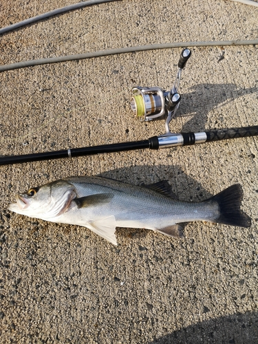 マルスズキの釣果