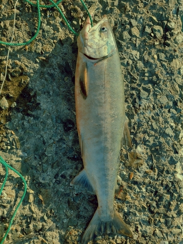 サケの釣果