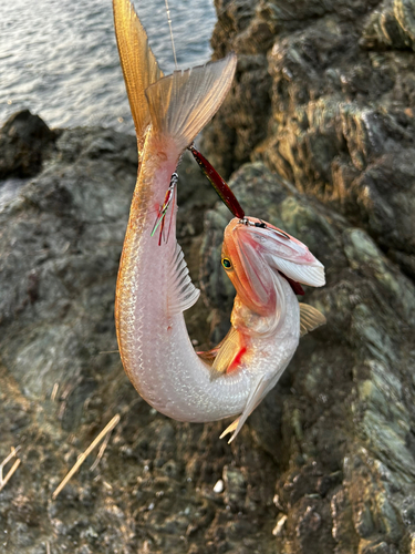 エソの釣果