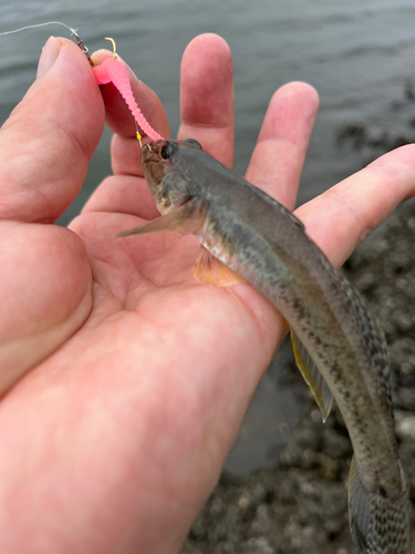 マハゼの釣果