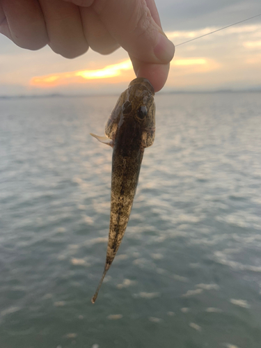 ハゼの釣果