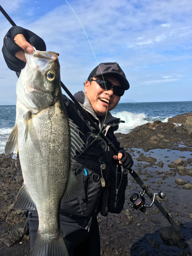 ヒラスズキの釣果