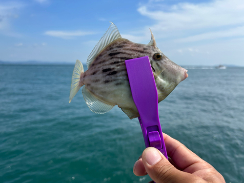 カワハギの釣果