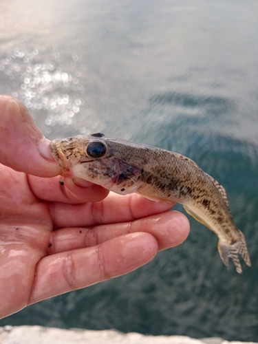 マハゼの釣果