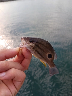 クロホシフエダイの釣果