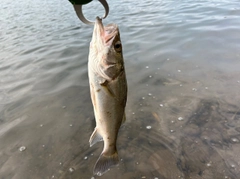 セイゴ（マルスズキ）の釣果