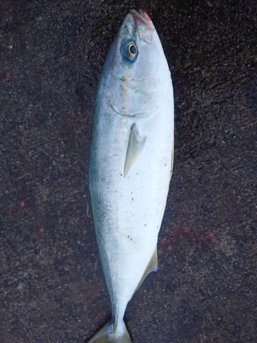 ワカシの釣果