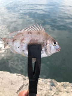 チャリコの釣果