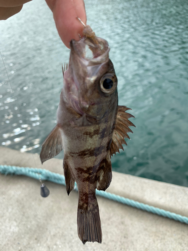 イワシの釣果