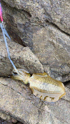 アオリイカの釣果