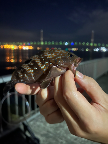 ハタの釣果