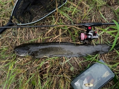 ナマズの釣果