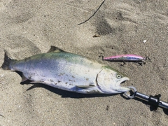 サクラマスの釣果