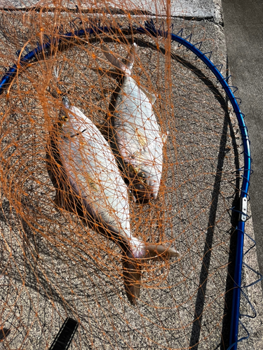 ショゴの釣果