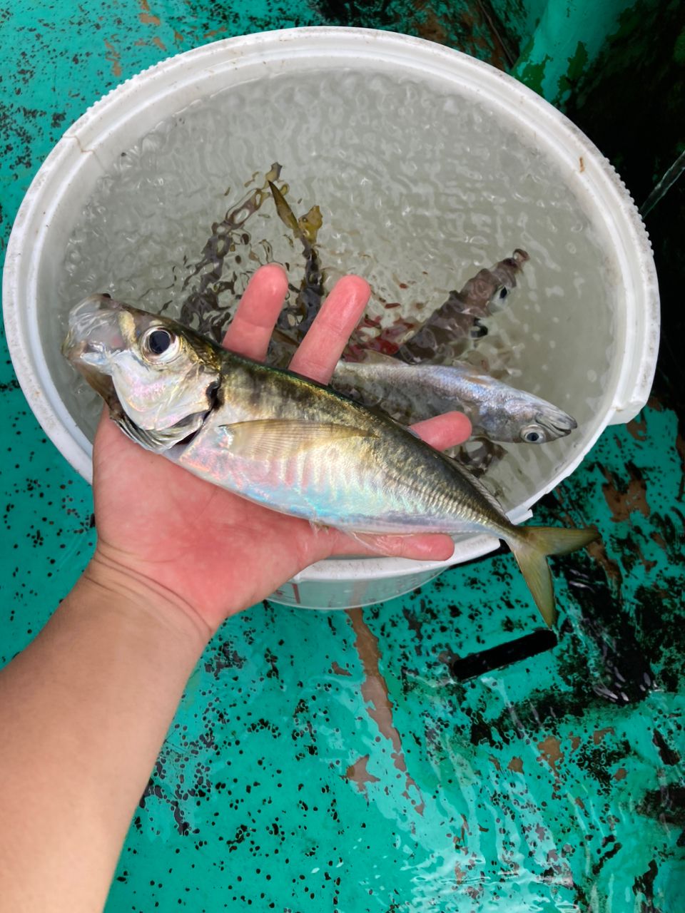 湘南の小物釣り師さんの釣果 2枚目の画像