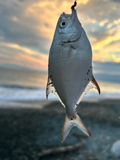 コバンアジの釣果