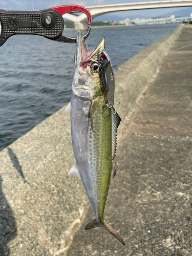 サゴシの釣果