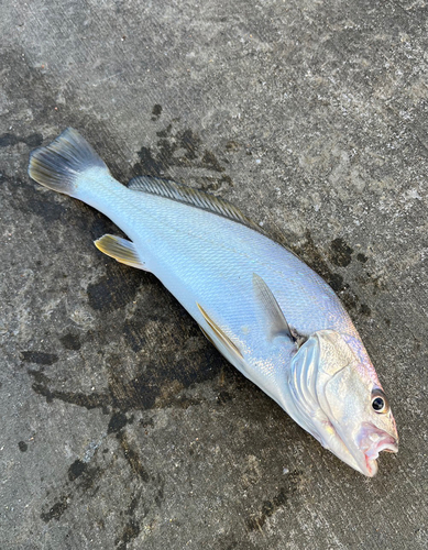 ニベの釣果