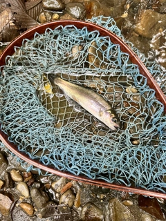 ホウライマスの釣果