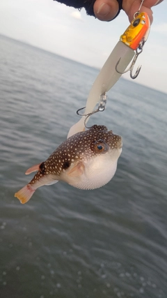 クサフグの釣果