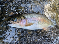 ニジマスの釣果