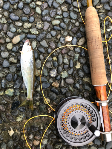 オイカワの釣果