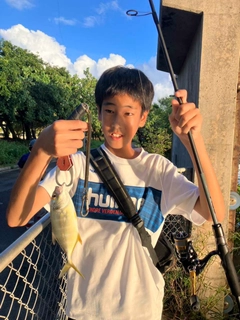 オニヒラアジの釣果