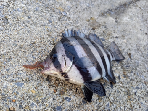 サンバソウの釣果