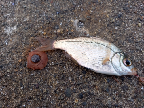 ウミタナゴの釣果