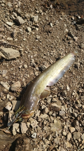 ナマズの釣果