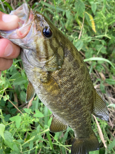 スモールマウスバスの釣果