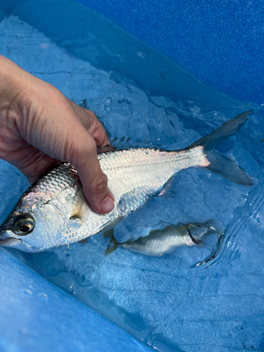 クロサギの釣果