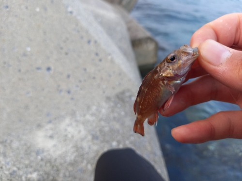 ガヤの釣果