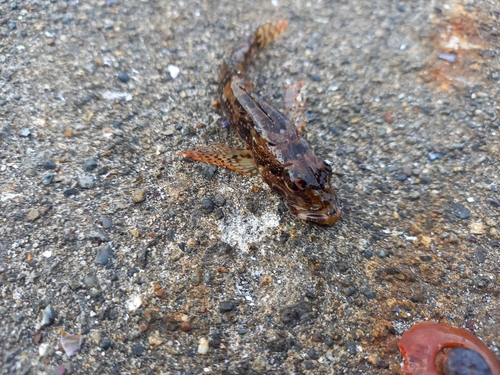 アサヒアナハゼの釣果