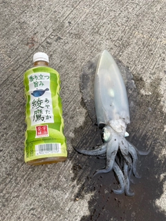 ケンサキイカの釣果