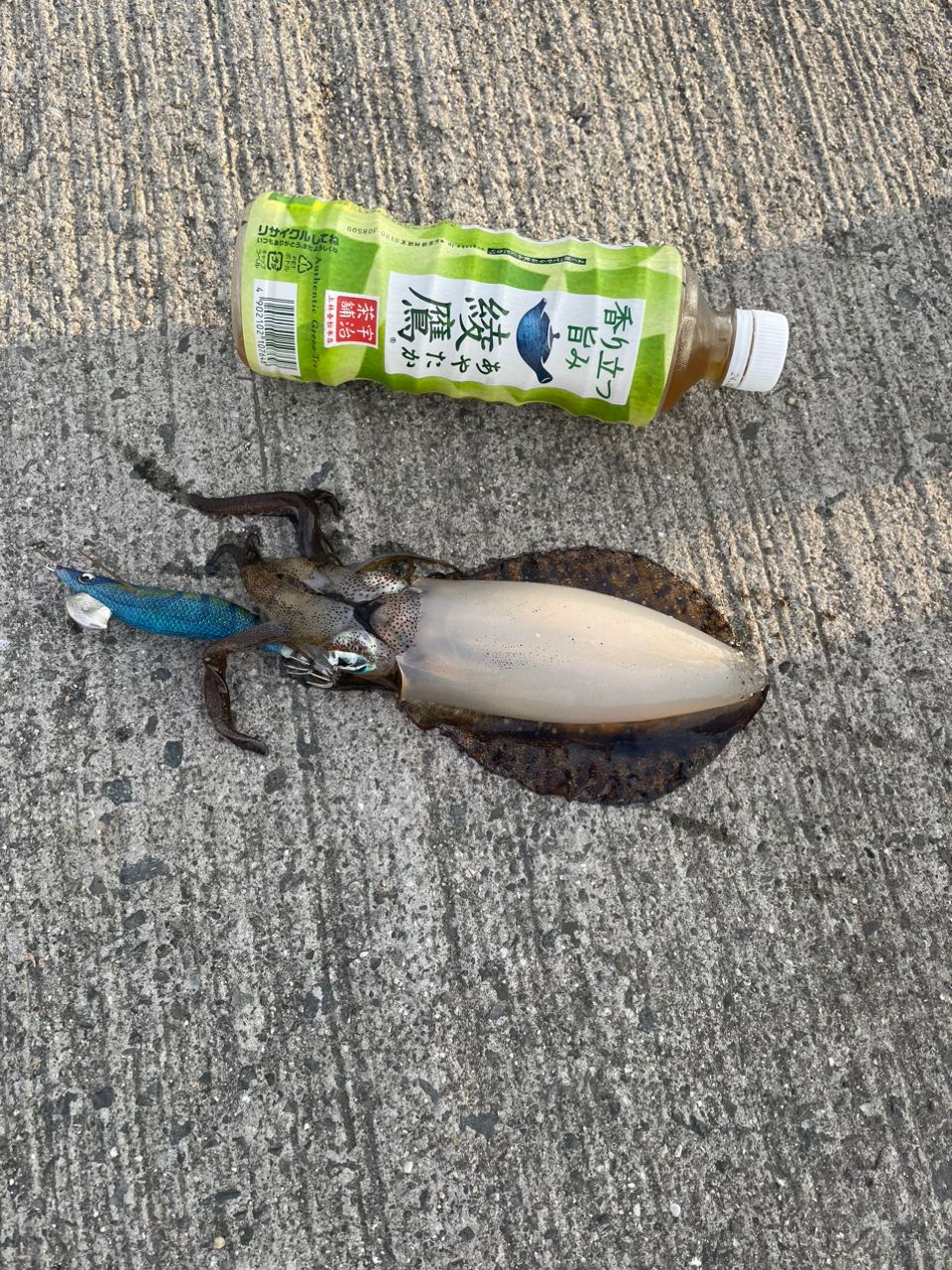 ケンサキイカ