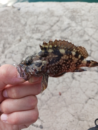 カサゴの釣果