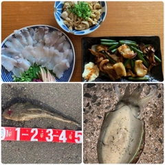 マゴチの釣果