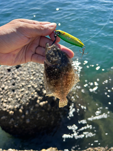 ヒラメの釣果