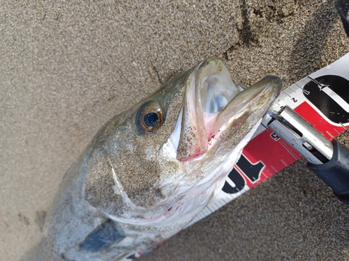 スズキの釣果