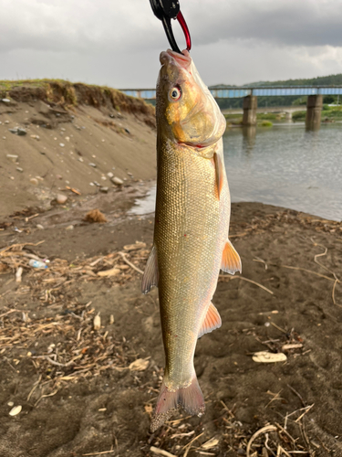 ウグイの釣果